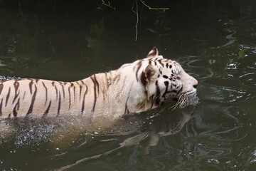 Fototapeta na wymiar Singapore Zoo :)