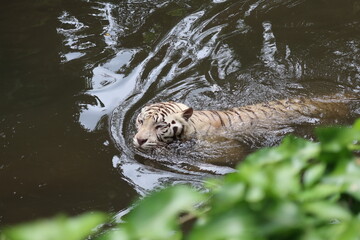 Singapore Zoo :)