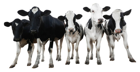Cute cows on white background, banner design. Animal husbandry - Powered by Adobe
