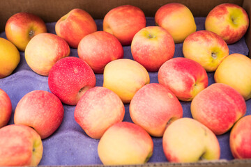 Elstar or Jonah gold apples on purple paper