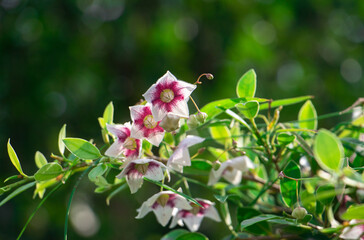 Beautiful small purple and white flowers of Rosy Milkweed or Oxystelma Esculentum (Sarcostemma...