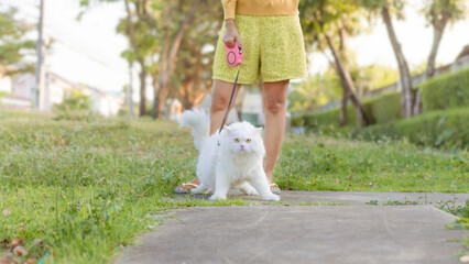 playing with White Persian cats in courtyard in morning.