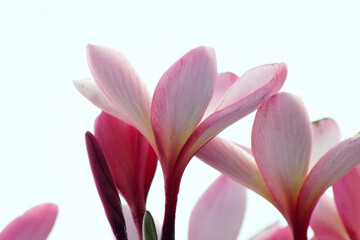 Frangipani flowers bloom in the trees lately behind the sky