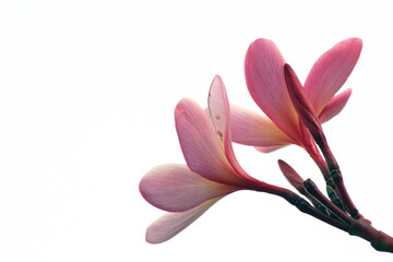 Frangipani flowers bloom in the trees lately behind the sky