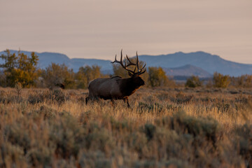 Bull Elk in the Rut in Wyoming in Autumn