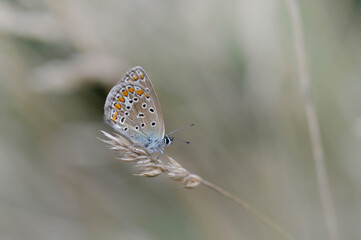 Common blue butterfly on a dry plant in nature, macro