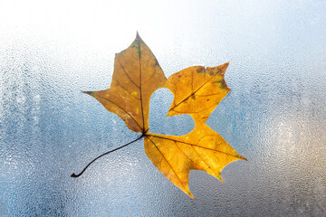 Bright maple autumn leaves, on the glass window.