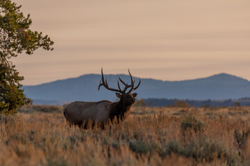 Bull Elk in the Rut in Wyoming in Autumn