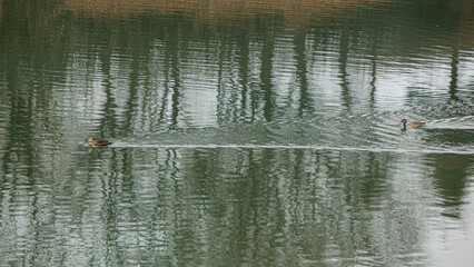 ducks crossing water