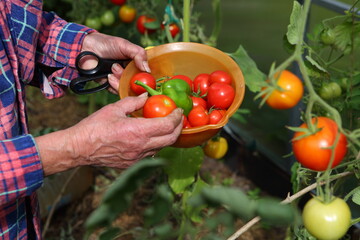 farmer holds tomatoes in his hands