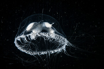 Hydromedusa drifting underwater in the waters of the St. Lawrence River