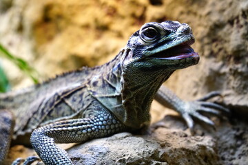 Lizard in terrarium   