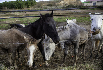 Obraz premium Horse in stable