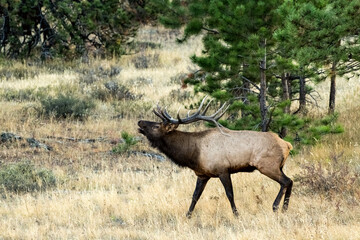 Selective focus shot of an Elk in Prince Albert National Park, Saskatchewan, Canada
