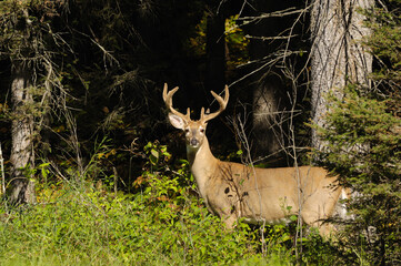 Selective focus shot of an Elk in Prince Albert National Park, Saskatchewan, Canada