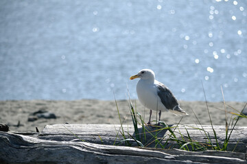 Seagull on a Piece of Driftwood on a Beach