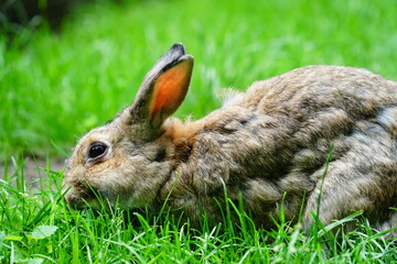 Rabbit in grass
