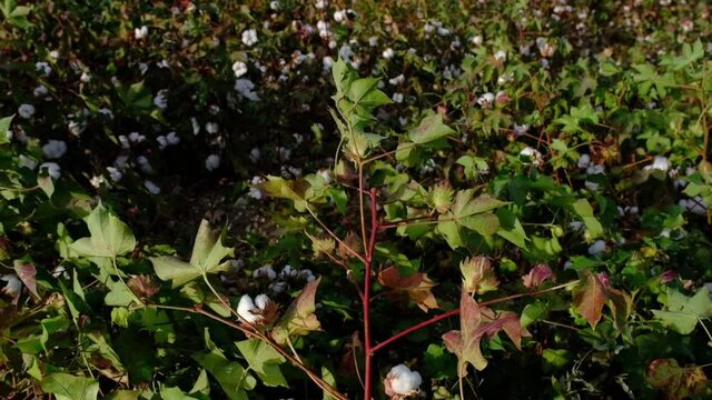 It's a cotton field at harvest time. Slow motion