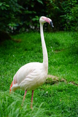 Pink big birds Greater Flamingo.