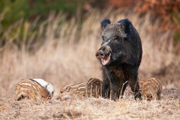 Family wild boar, sus scrofa, grazing on dry field in autumn nature. Adult swine with open mouth with piglets on grassland. Group of wild pigs playing on meadow.