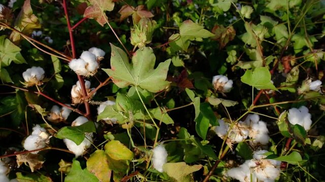 It's a cotton field at harvest time. Slow motion