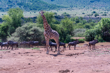 Blue wildebeest at a waterhole and a Rothschild's giraffe in the great African woodlands savannahs grasslands