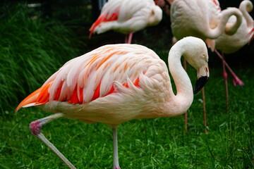 Pink big birds Greater Flamingo.