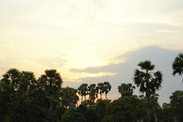 Fototapeta na wymiar Sugar palm sky sunset tropical tree