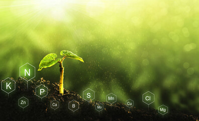 Role of nutrients mineral in Bean plant and soil life with digital mineral nutrients icon