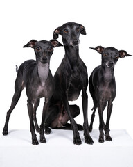 Three black Italian greyhound dogs  standing full body against a white background