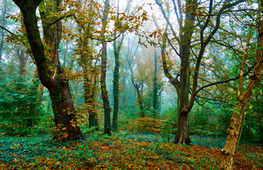 Obraz premium Waldpanorama im Herbst bei Regenwetter und Nebel