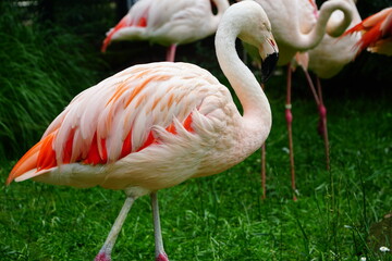 Pink big birds Greater Flamingo.