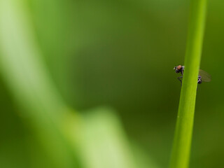 Common house fly on a plant