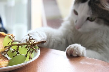 cat and food, cat with grapes