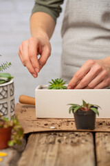 Close-up view of woman care about indoor flower into white pot on rustic wooden table on white background. Concept of plants care and home garden. Gardening magazine illustration. Frozen motion.