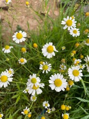 FLORES PERU