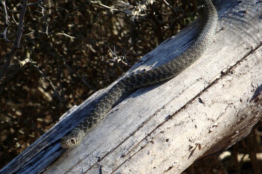 A snake quietly crawls on a log in the woods