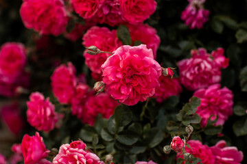 flourishing pink rose bush, full bloom in the garden.