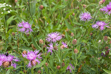 beautiful pink purple cornflowers (Centaurea jacea) in a summer meadow