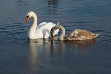 Fototapeta premium A white mute swan with orange and black beak and young brown coloured offspring with pink beak swimming in a lake with blue water on a winter sunny day. Frozen surface in the foreground.