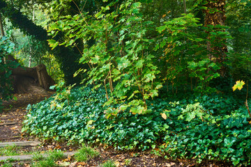 Waldpanorama im Herbst bei Regenwetter und Nebel