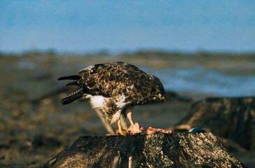 Buse variable,.Buteo buteo, Common Buzzard