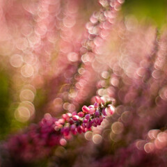 Autumn heather with bokeh - abstract background