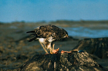 Buse variable,.Buteo buteo, Common Buzzard