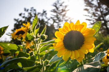 Closeup of blossom sunflower with green leafs and yellow petals with back light in the evening of summer day. 