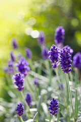 Obraz premium lavender flowers