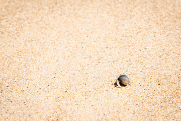 Hermit crab walking forward on the sand beach. Discover and moving forward concept.
