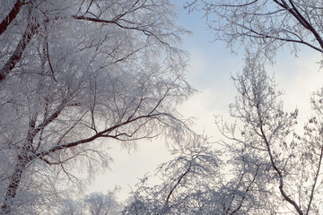 trees in winter snow frosty weather