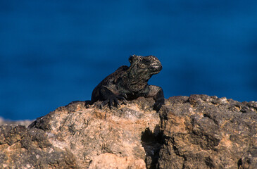 Iguane marin des Galapagos Amblyrhynchus cristatus, Archipel des Galapagos, Equateur,