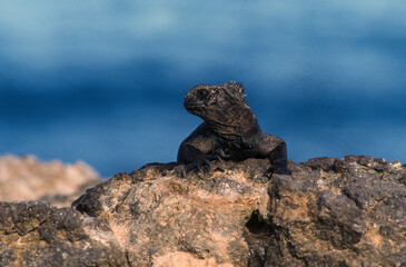 Iguane marin des Galapagos Amblyrhynchus cristatus, Archipel des Galapagos, Equateur,